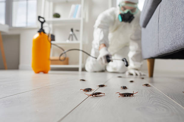 Affordable Termite Control solutions in Pantops, VA